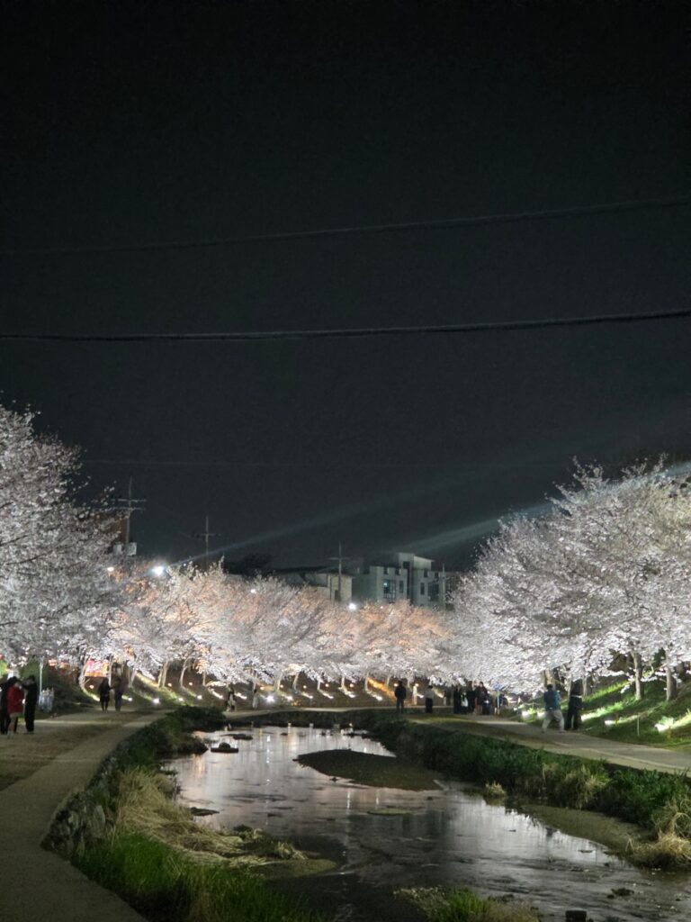 Korean Seasonal Core Trend: Cherry Blossom Night Walk After Work